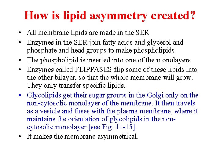 How is lipid asymmetry created? • All membrane lipids are made in the SER.
