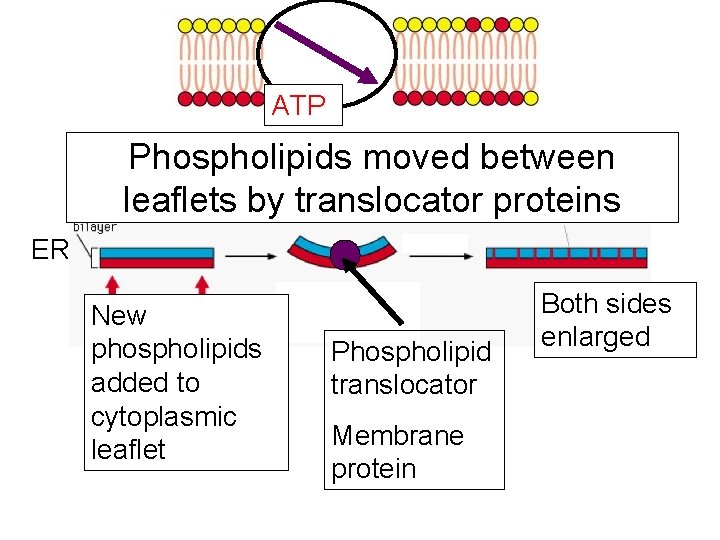 ATP Phospholipids moved between leaflets by translocator proteins ER New phospholipids added to cytoplasmic