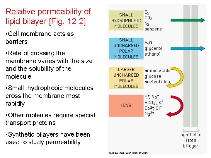 Relative permeability of lipid bilayer [Fig. 12 -2] • Cell membrane acts as barriers