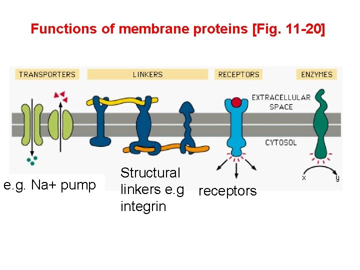Functions of membrane proteins [Fig. 11 -20] e. g. Na+ pump Structural linkers e.