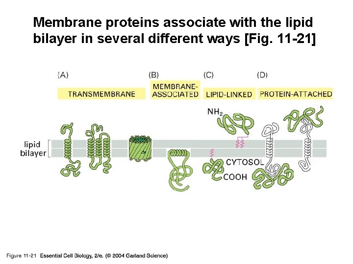 Membrane proteins associate with the lipid bilayer in several different ways [Fig. 11 -21]