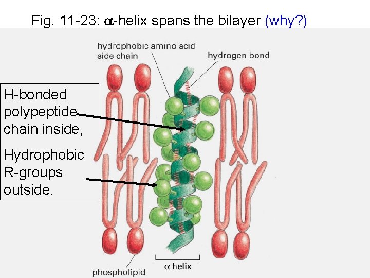 Fig. 11 -23: a-helix spans the bilayer (why? ) H-bonded polypeptide chain inside, Hydrophobic