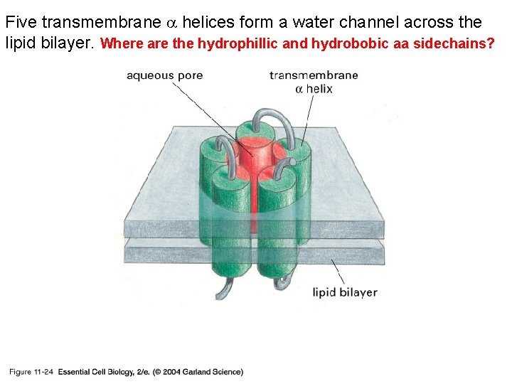 Five transmembrane helices form a water channel across the lipid bilayer. Where are the