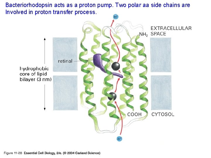 Bacteriorhodopsin acts as a proton pump. Two polar aa side chains are Involved in