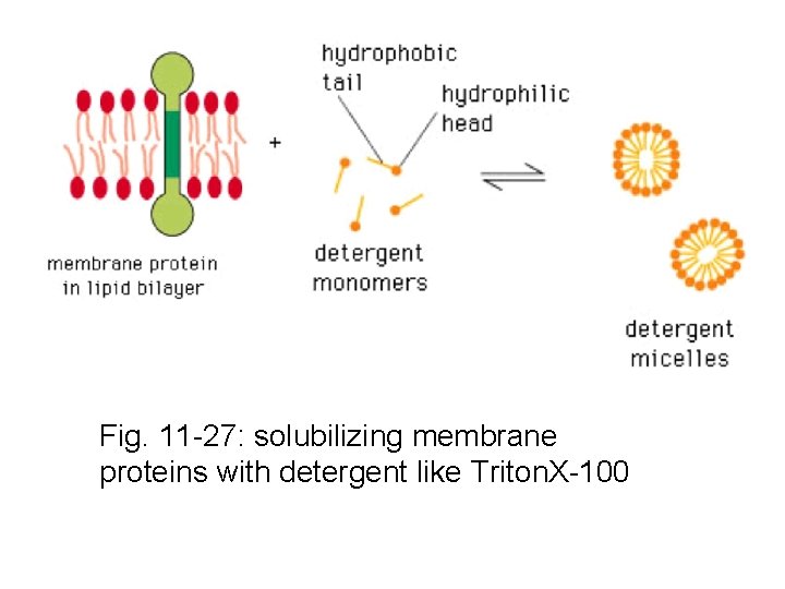 Fig. 11 -27: solubilizing membrane proteins with detergent like Triton. X-100 