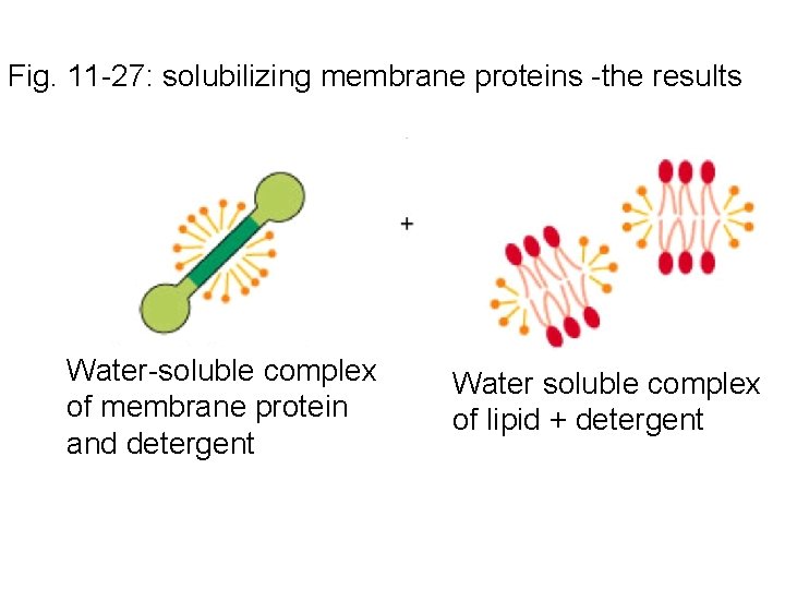 Fig. 11 -27: solubilizing membrane proteins -the results Water-soluble complex of membrane protein and