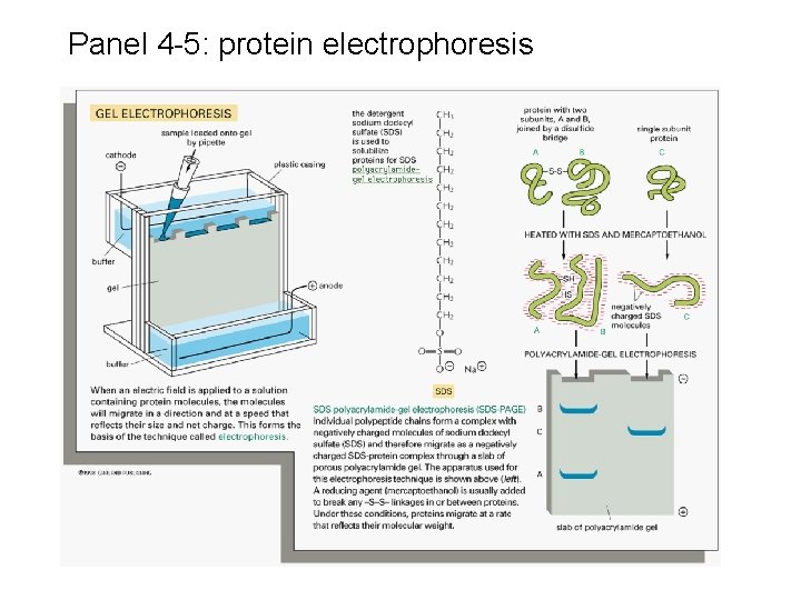 Panel 4 -5: protein electrophoresis 