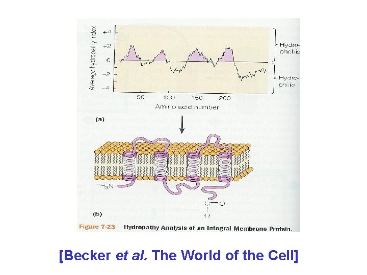 [Becker et al. The World of the Cell] 