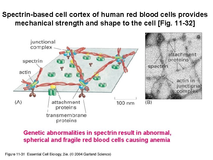 Spectrin-based cell cortex of human red blood cells provides mechanical strength and shape to