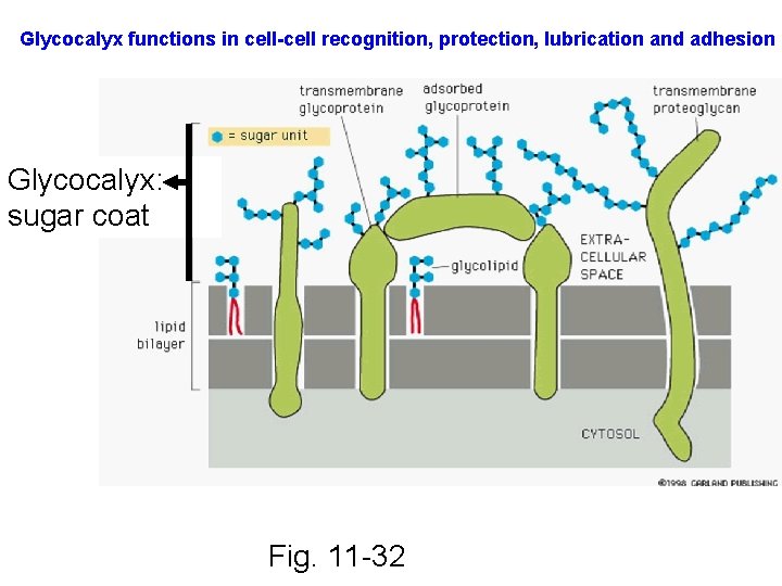 Glycocalyx functions in cell-cell recognition, protection, lubrication and adhesion Glycocalyx: sugar coat Fig. 11