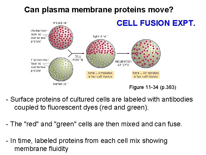 Can plasma membrane proteins move? CELL FUSION EXPT. Figure 11 -34 (p. 383) -