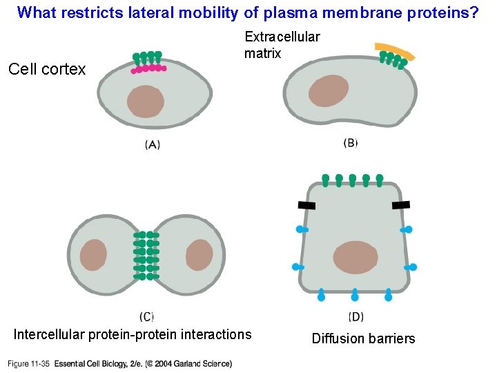 What restricts lateral mobility of plasma membrane proteins? Cell cortex Extracellular matrix Intercellular protein-protein