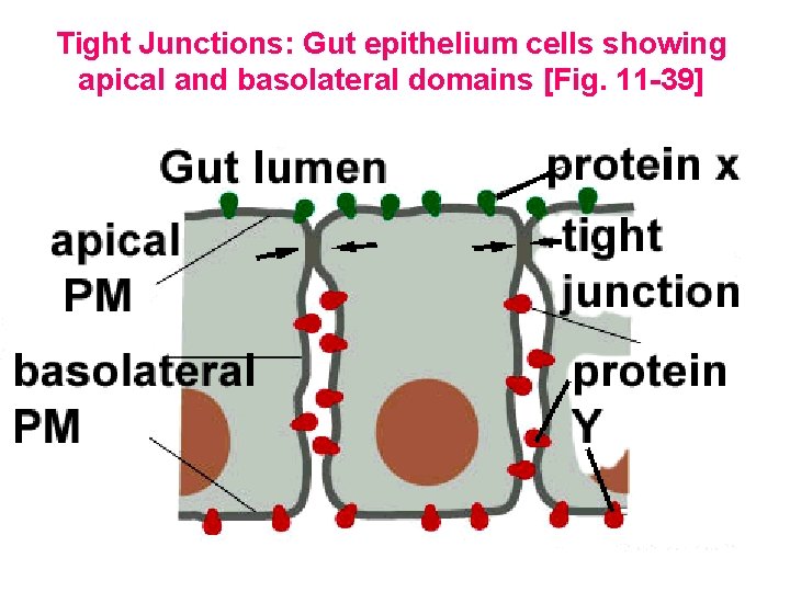 Tight Junctions: Gut epithelium cells showing apical and basolateral domains [Fig. 11 -39] 