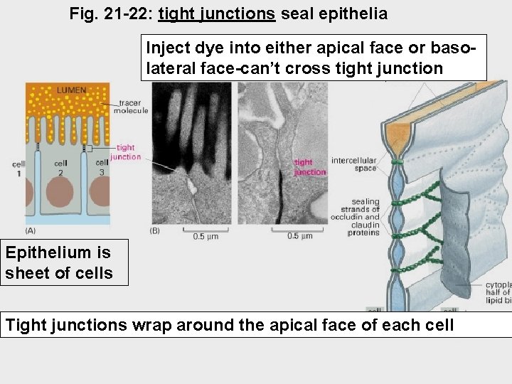 Fig. 21 -22: tight junctions seal epithelia Inject dye into either apical face or