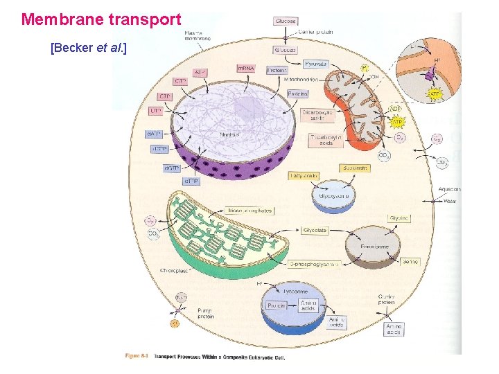 Membrane transport [Becker et al. ] 