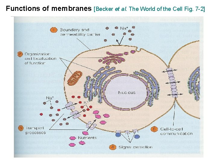 Functions of membranes [Becker et al. The World of the Cell Fig. 7 -2]