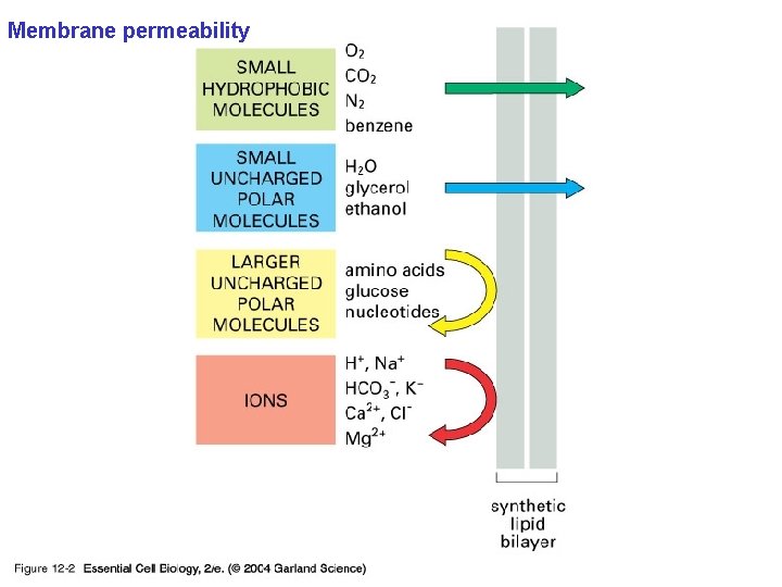 Membrane permeability 12_02_diffusion_rate. jpg 