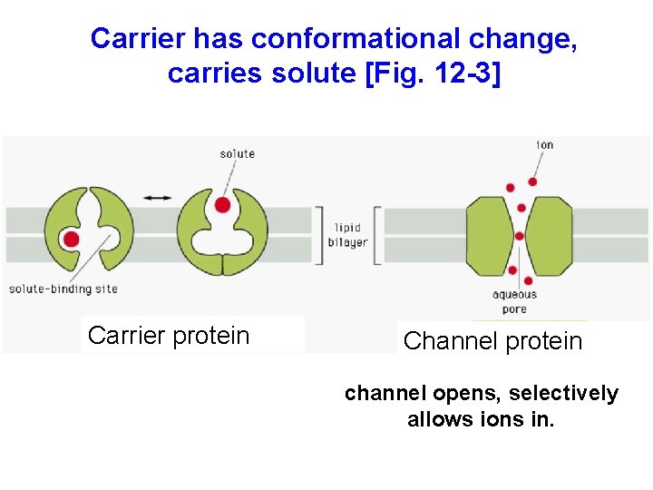 Carrier has conformational change, carries solute [Fig. 12 -3] Carrier protein Channel protein channel