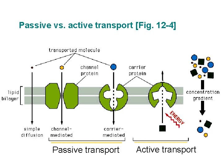 Passive vs. active transport [Fig. 12 -4] Passive transport Active transport 