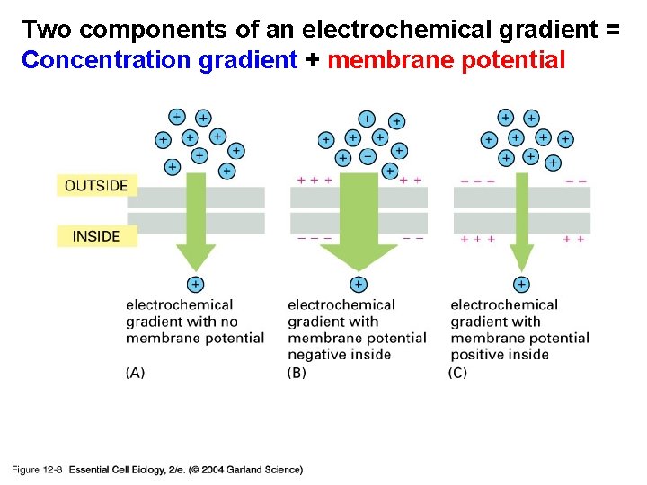 Two components of an electrochemical gradient = Concentration gradient + membrane potential 12_08_electroch_gradient. jpg