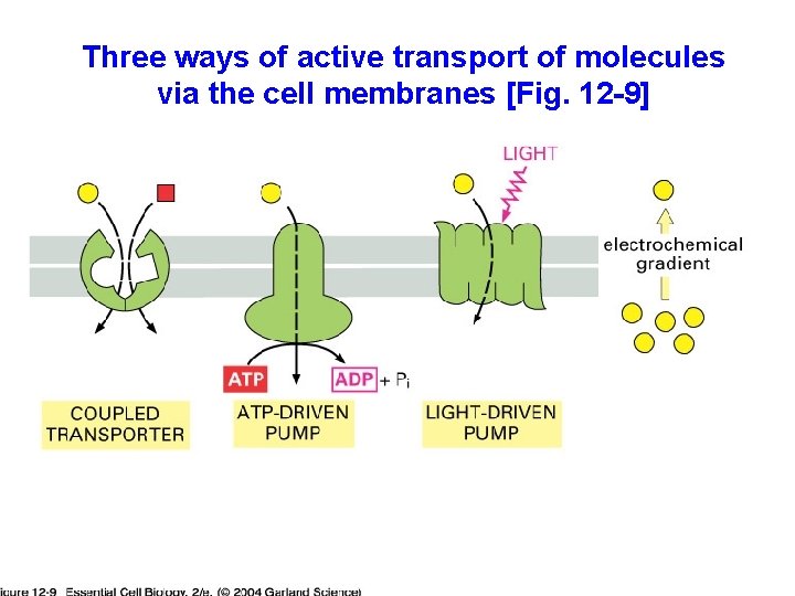 Three ways of active transport of molecules via the cell membranes [Fig. 12 -9]