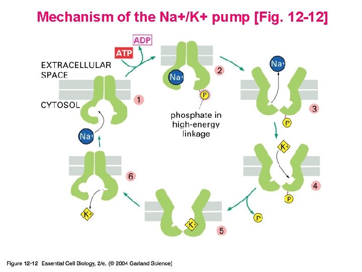 Mechanism of the Na+/K+ pump [Fig. 12 -12] 12_12_Na_K_cyclic. jpg 