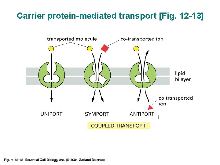 Carrier protein-mediated transport [Fig. 12 -13] 12_13_Carrier_proteins. jpg 