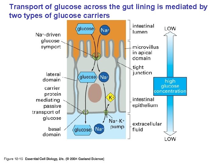 Transport of glucose across the gut lining is mediated by two types of glucose