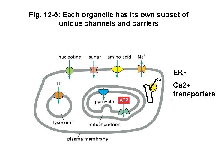 Fig. 12 -5: Each organelle has its own subset of unique channels and carriers