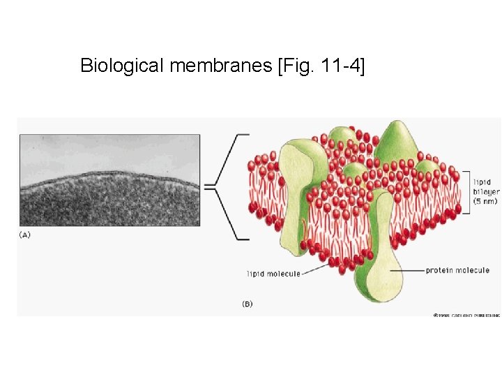 Biological membranes [Fig. 11 -4] 