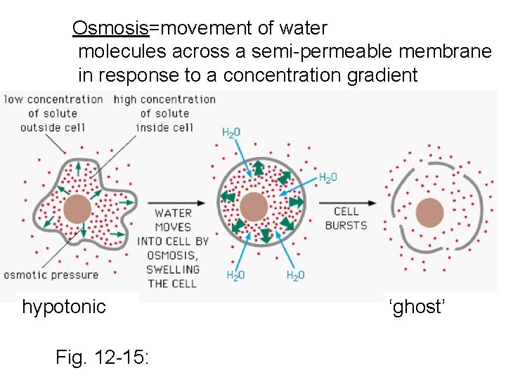 Osmosis=movement of water molecules across a semi-permeable membrane in response to a concentration gradient