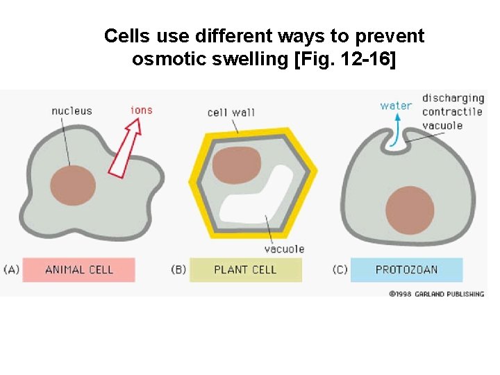 Cells use different ways to prevent osmotic swelling [Fig. 12 -16] 