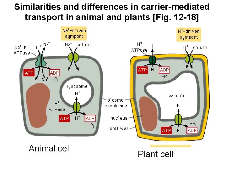 Similarities and differences in carrier-mediated transport in animal and plants [Fig. 12 -18] Animal