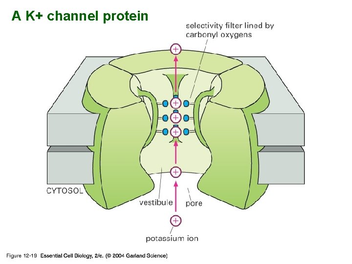 A K+ channel protein 12_19_selectivity_filter. jpg 
