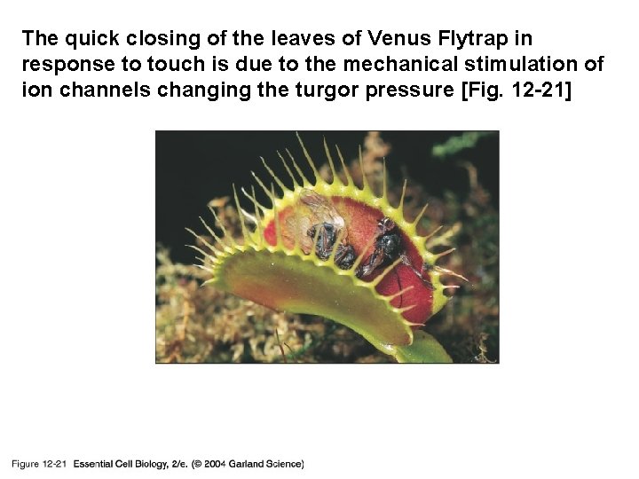 The quick closing of the leaves of Venus Flytrap in response to touch is