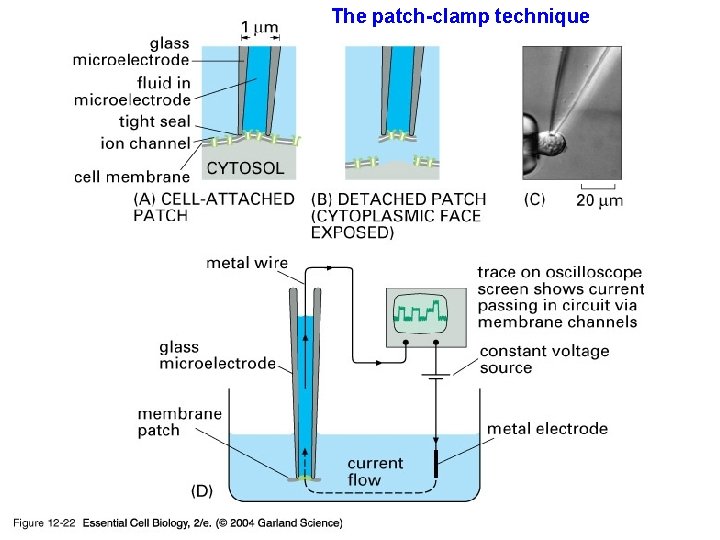 The patch-clamp technique 12_22_patch_clamp_record. jpg 