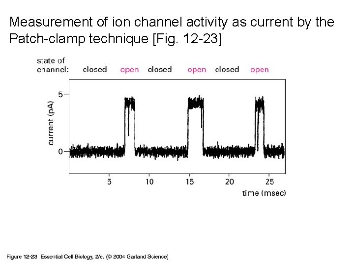 Measurement of ion channel activity as current by the Patch-clamp technique [Fig. 12 -23]