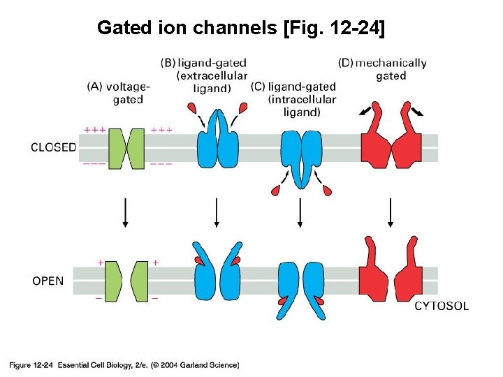 Gated ion channels [Fig. 12 -24] 12_24_Gated _ion_chan. jpg 