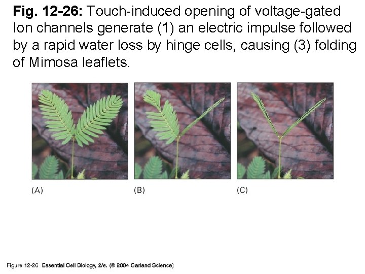 Fig. 12 -26: Touch-induced opening of voltage-gated Ion channels generate (1) an electric impulse