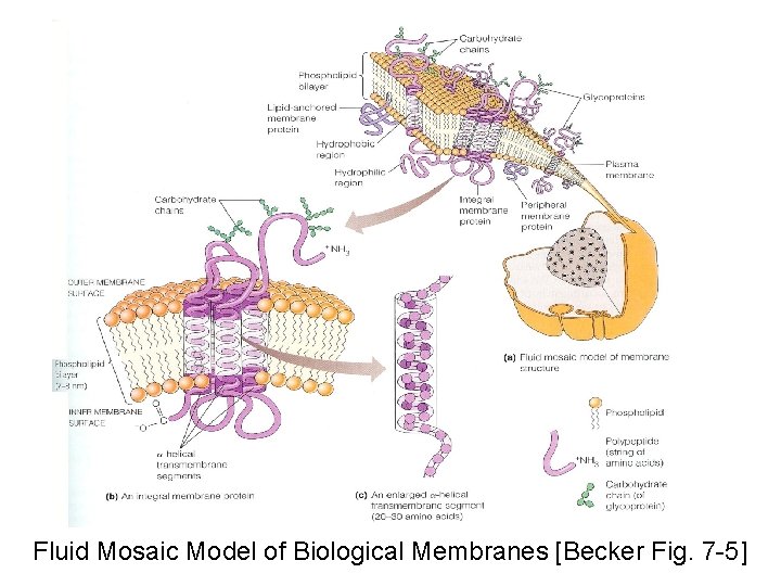 Fluid Mosaic Model of Biological Membranes [Becker Fig. 7 -5] 