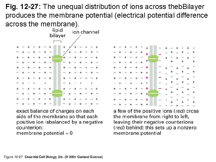 Fig. 12 -27: The unequal distribution of ions across theb. Bilayer produces the membrane