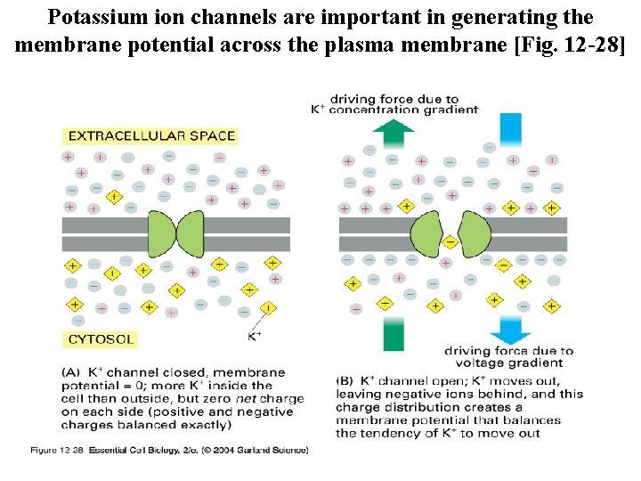 Potassium ion channels are important in generating the membrane potential across the plasma membrane