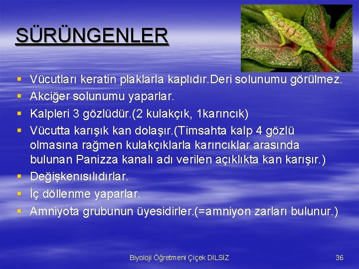 SÜRÜNGENLER § § § § Vücutları keratin plaklarla kaplıdır. Deri solunumu görülmez. Akciğer solunumu