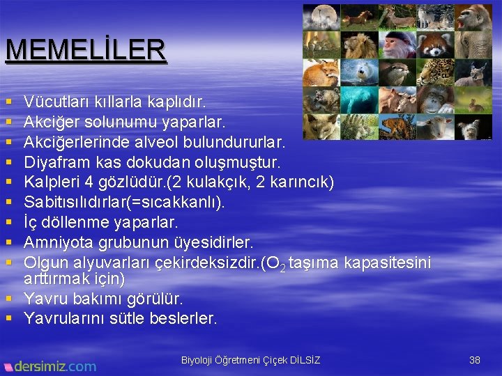 MEMELİLER § § § § § Vücutları kıllarla kaplıdır. Akciğer solunumu yaparlar. Akciğerlerinde alveol