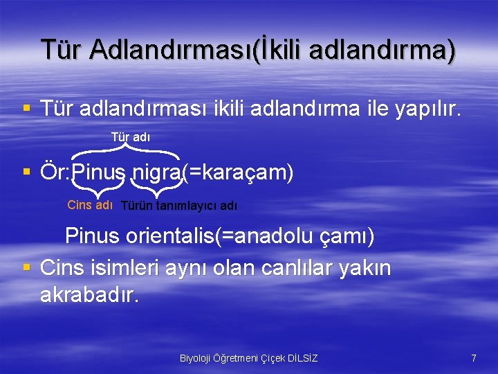 Tür Adlandırması(İkili adlandırma) § Tür adlandırması ikili adlandırma ile yapılır. Tür adı § Ör: