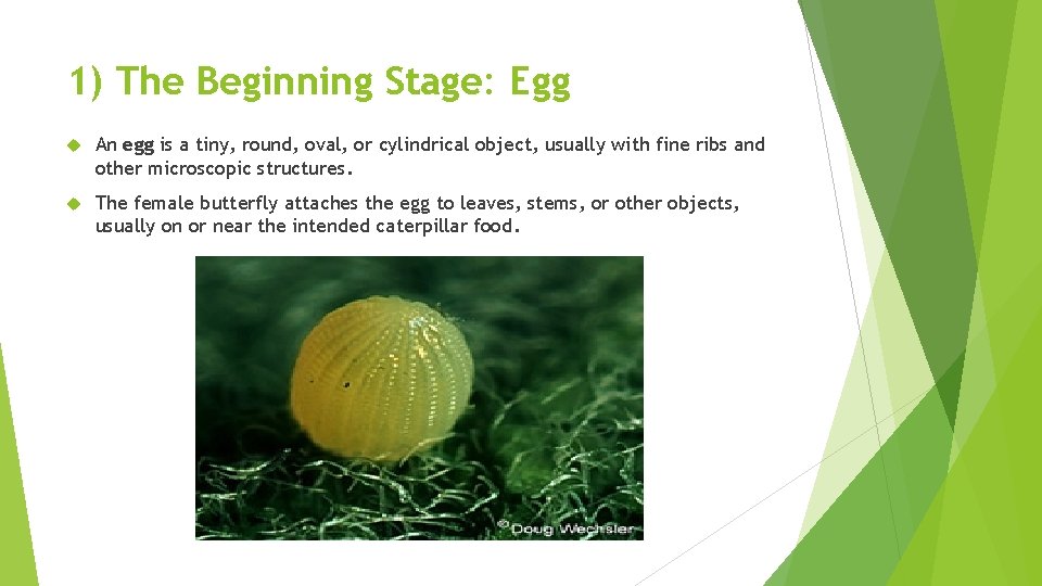 1) The Beginning Stage: Egg An egg is a tiny, round, oval, or cylindrical