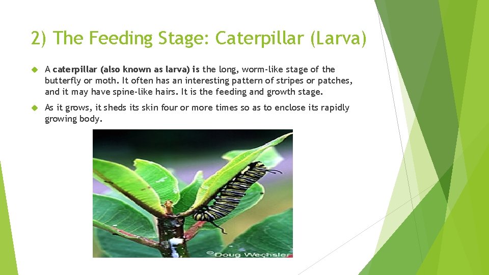 2) The Feeding Stage: Caterpillar (Larva) A caterpillar (also known as larva) is the