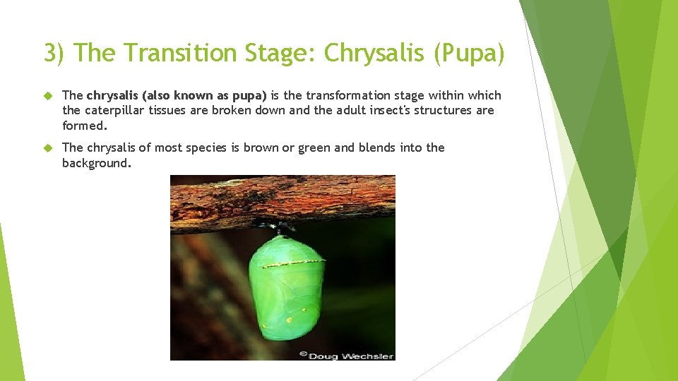 3) The Transition Stage: Chrysalis (Pupa) The chrysalis (also known as pupa) is the