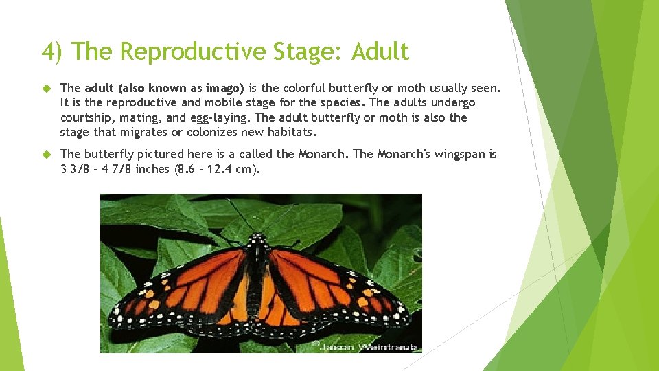 4) The Reproductive Stage: Adult The adult (also known as imago) is the colorful