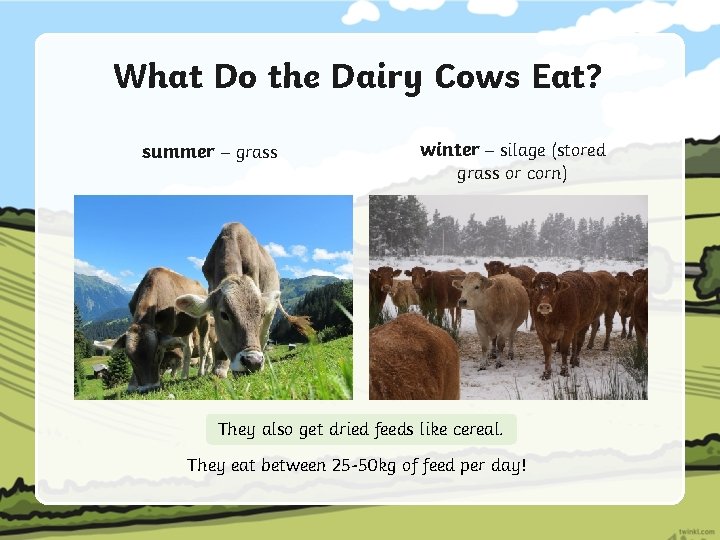 What Do the Dairy Cows Eat? summer – grass winter – silage (stored grass